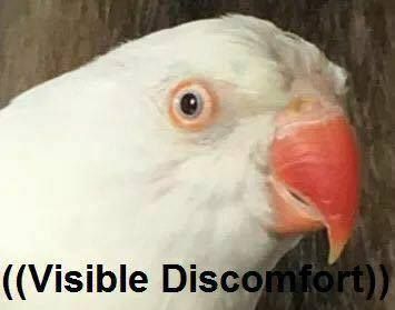 visible discomfort bird